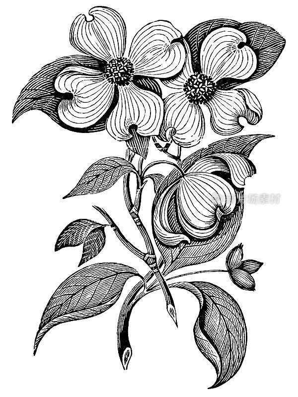 开花的山茱萸树(佛罗里达山茱萸)- 19世纪